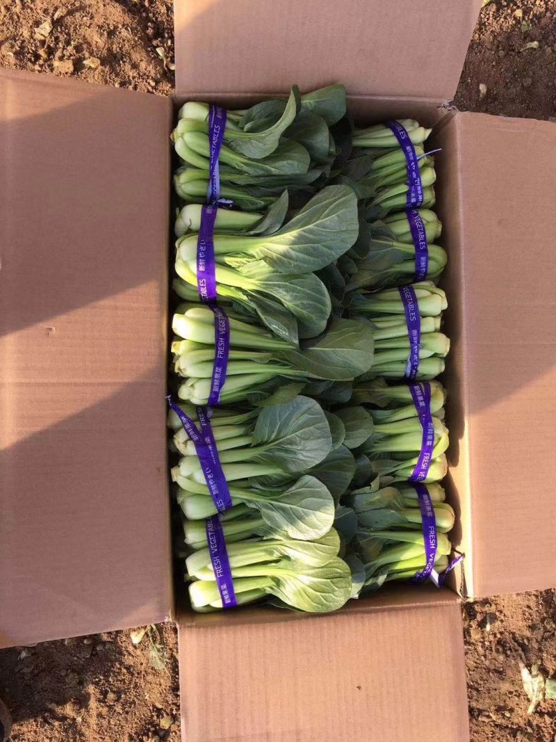 精品小油菜，接受预定，