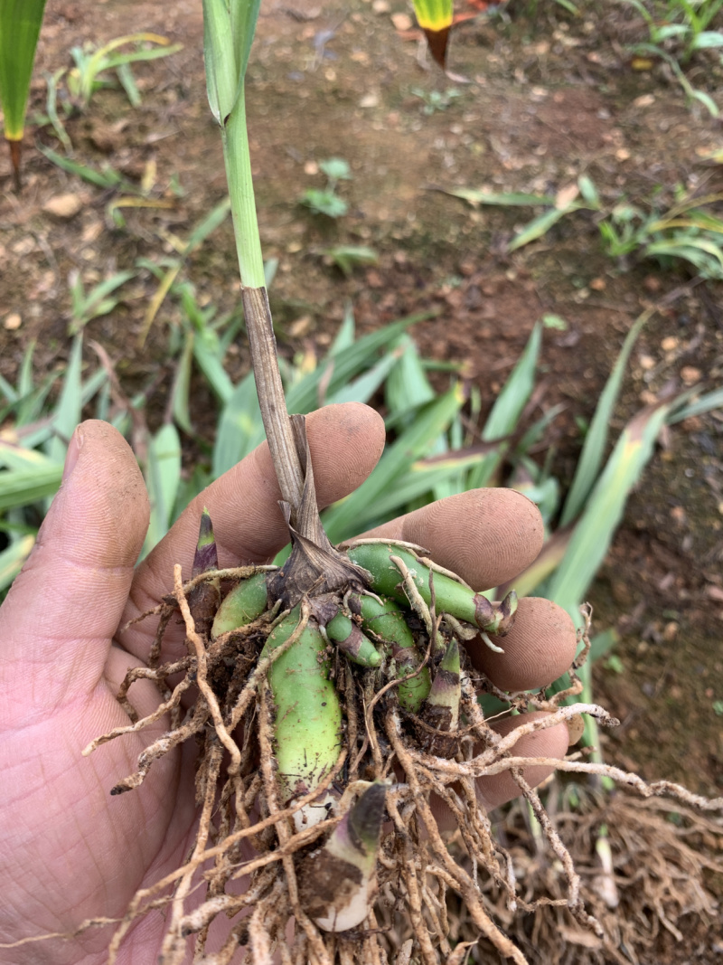 云南三叉白芨两年的驯化苗芽头多茎块大，成活率好