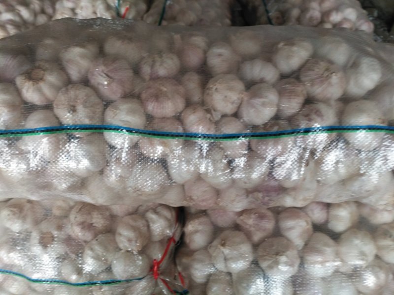 大蒜2021金乡精品大蒜自己的冷库常年供货，量大价优