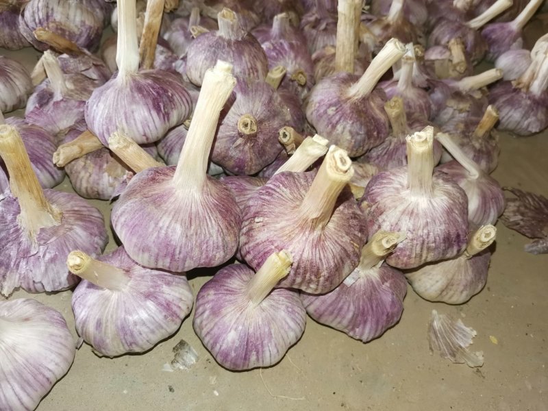 大蒜2021金乡精品大蒜自己的冷库常年供货，量大价优