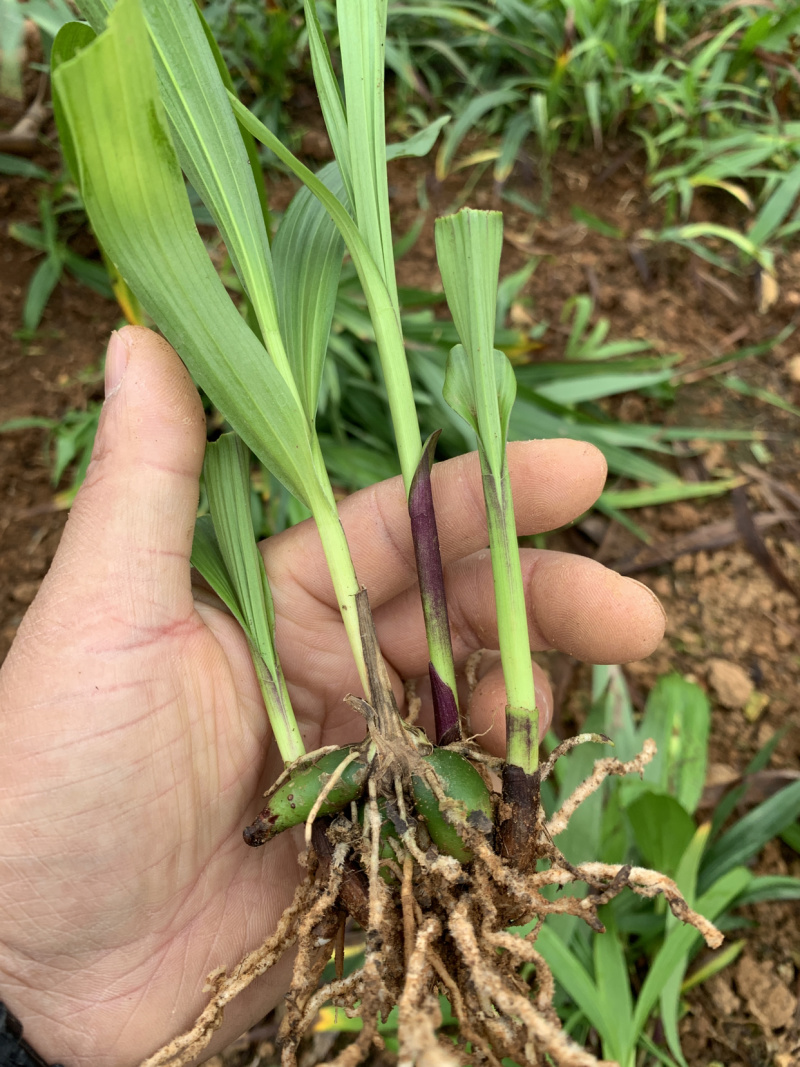 云南三叉白芨种苗包成活率包质量包技术支持，提供除草剂，