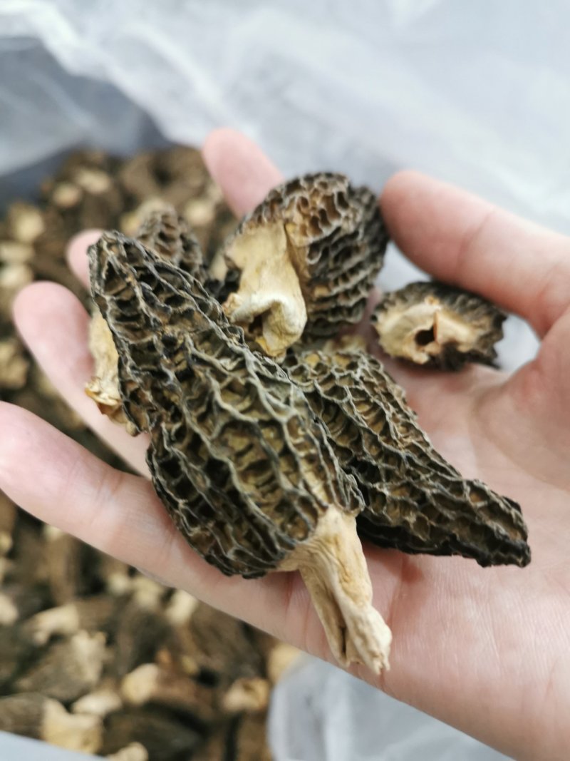 绝版羊肚菌