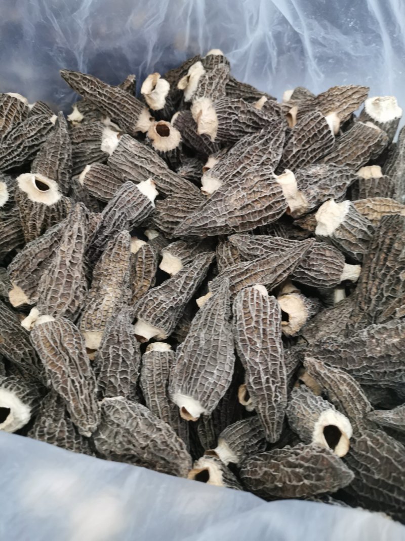 绝版羊肚菌