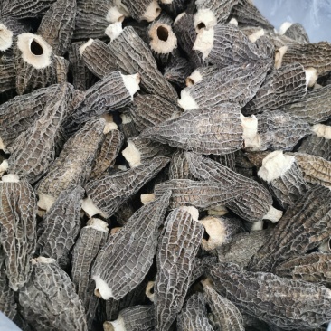绝版羊肚菌