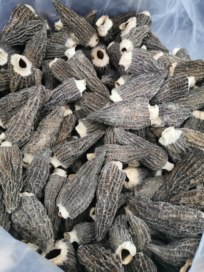 绝版羊肚菌