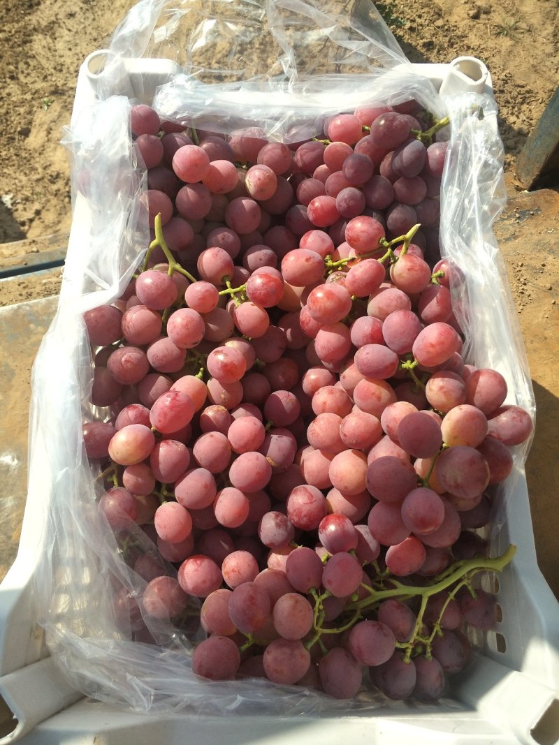 涿鹿县优质龙眼产区
