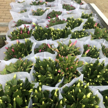 蟹爪莲花卉盆景观赏植物颜色齐全四季开花养护简单