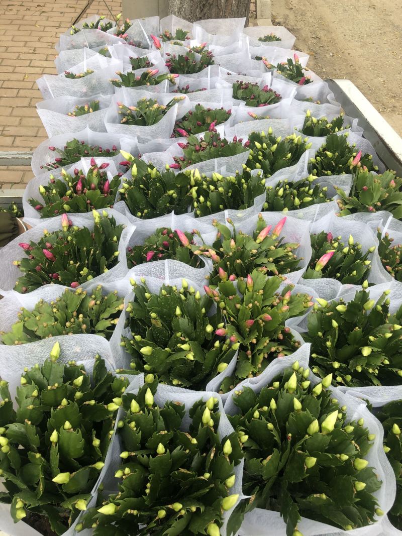 蟹爪莲花卉盆景观赏植物颜色齐全四季开花养护简单
