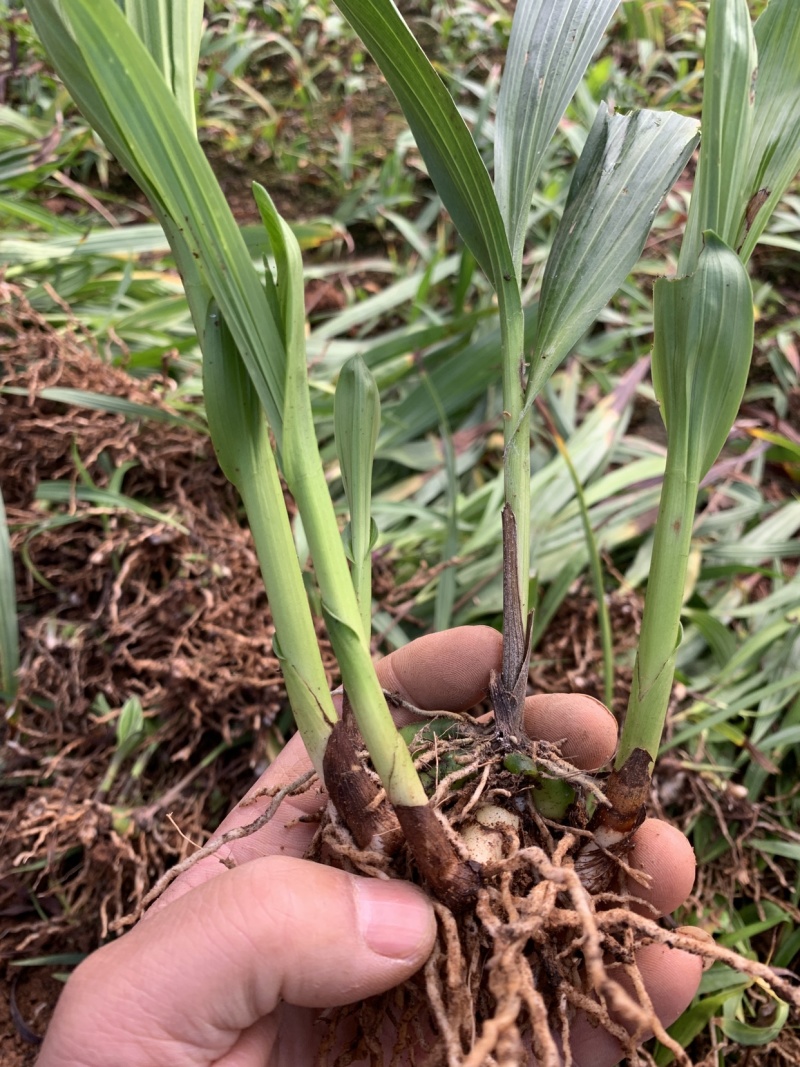 云南三叉白芨两年驯化种苗茎块大芽头多成活率高产量高