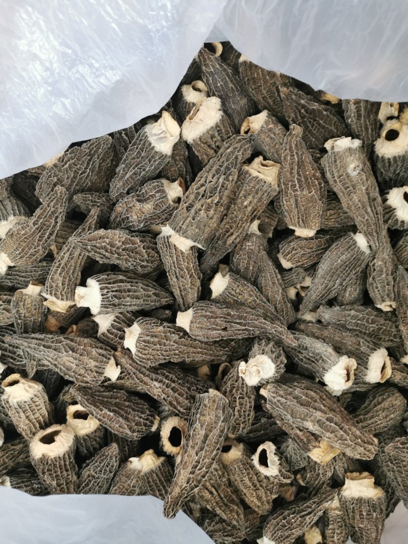 绝版羊肚菌