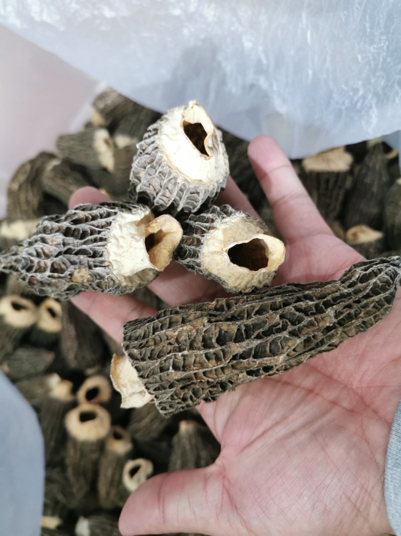 绝版羊肚菌