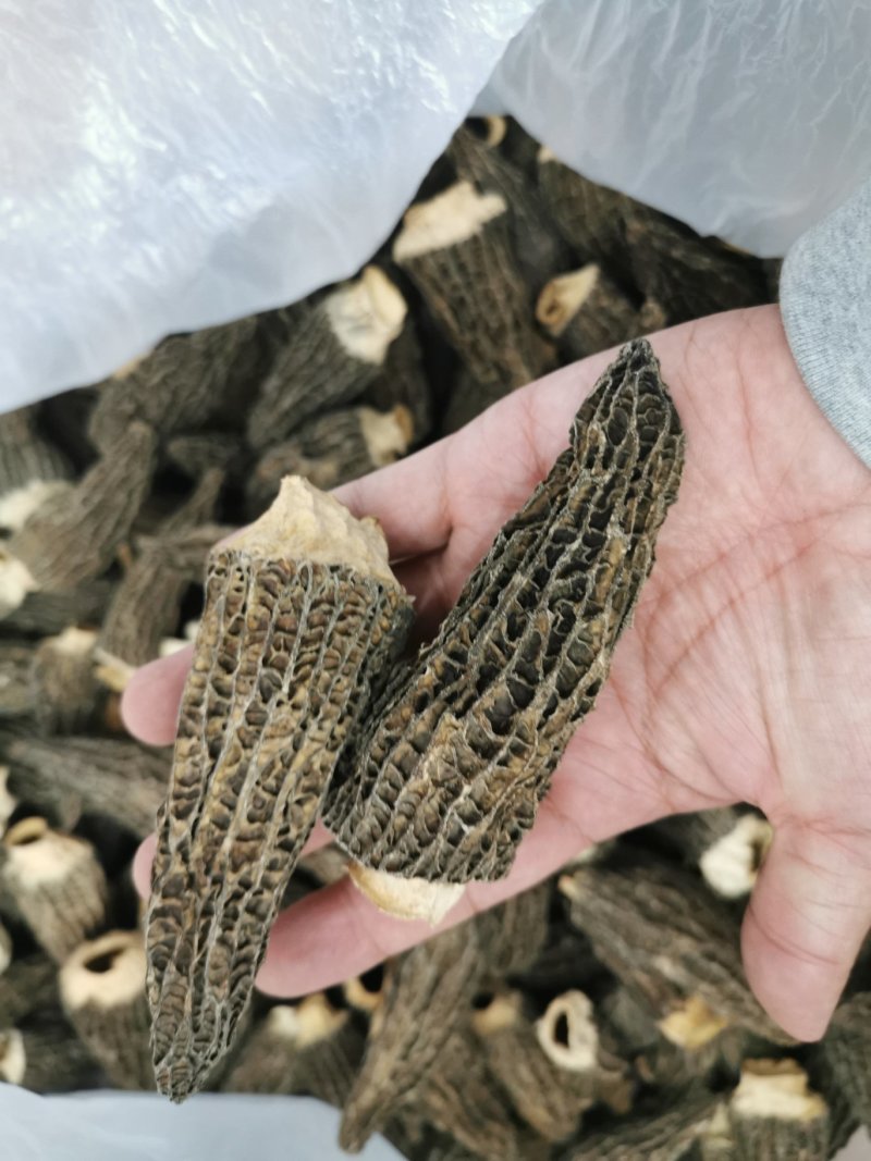 绝版羊肚菌