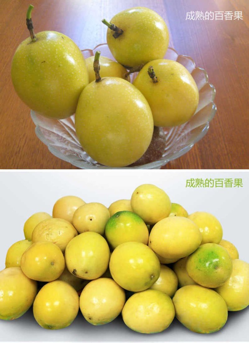 【钦蜜9号黄金百香果】3斤5斤非紫香百香果新鲜水果代发