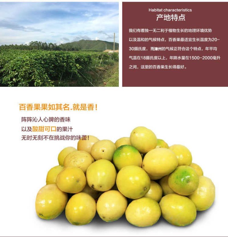 【钦蜜9号黄金百香果】3斤5斤非紫香百香果新鲜水果代发