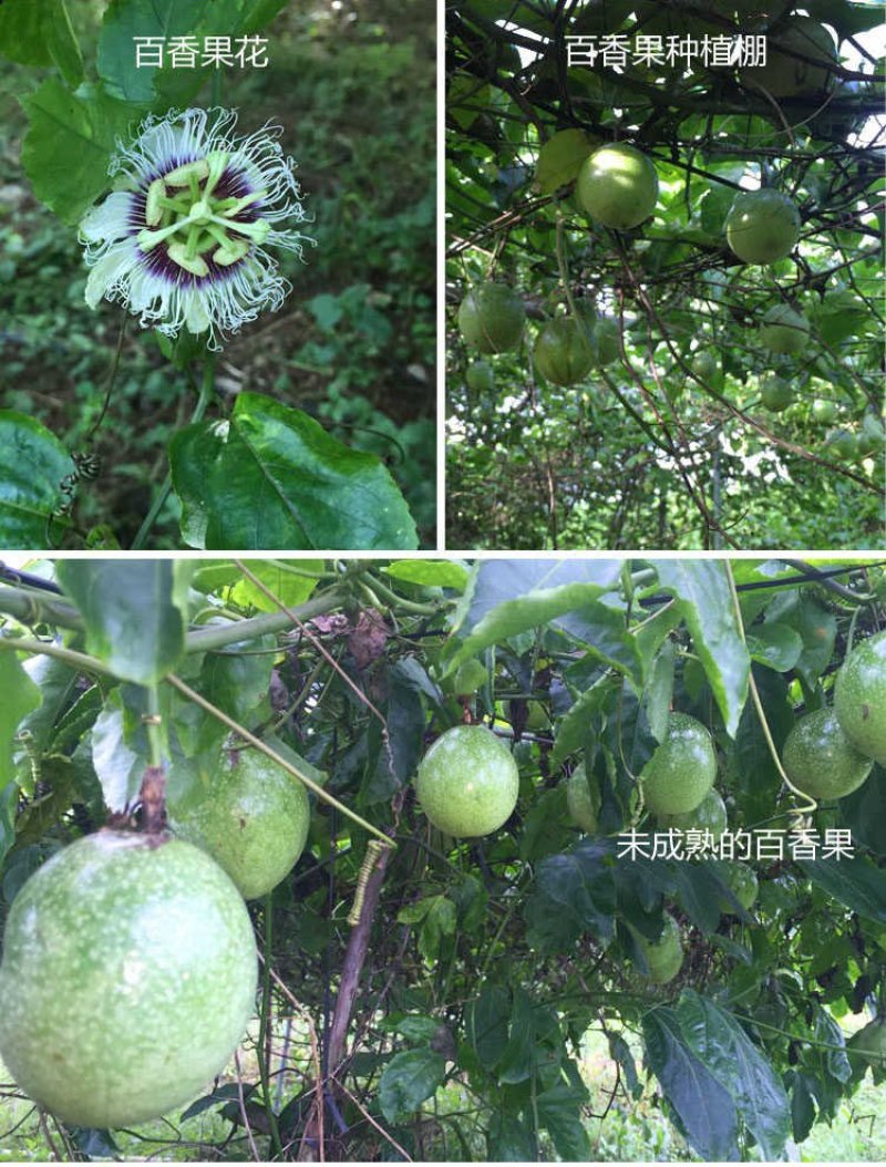 【钦蜜9号黄金百香果】3斤5斤非紫香百香果新鲜水果代发