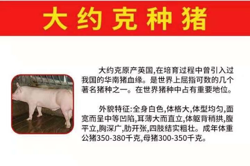 长太二元苏太母猪奶水多易饲养品质好疫苗齐全等