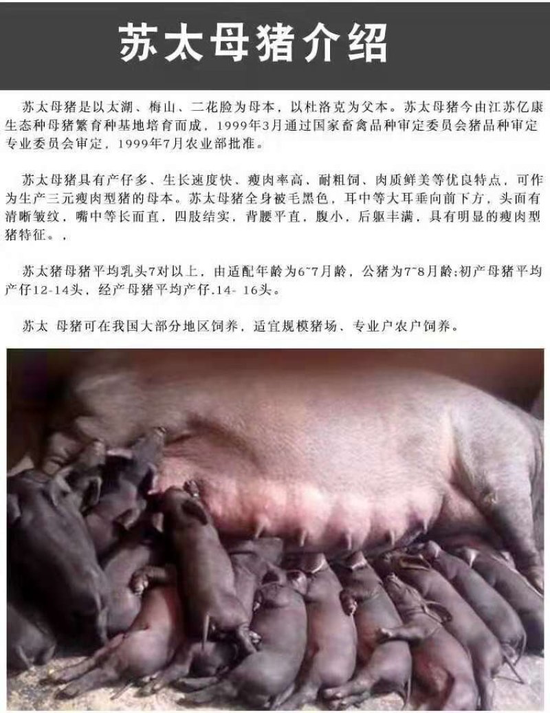 长太二元苏太母猪奶水多易饲养品质好疫苗齐全等