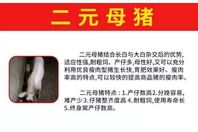 长太二元苏太母猪奶水多易饲养品质好疫苗齐全等