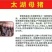 长太二元苏太母猪奶水多易饲养品质好疫苗齐全等