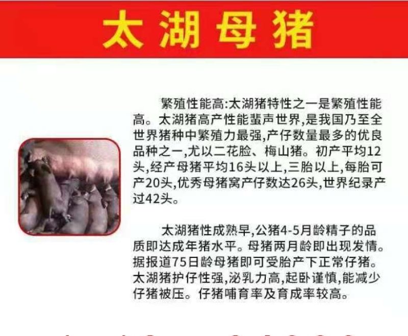 长太二元苏太母猪奶水多易饲养品质好疫苗齐全等