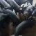 【推荐】原种母猪品种齐全成活厂地直销