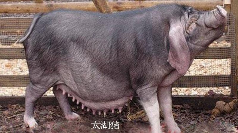 【推荐】原种母猪品种齐全成活厂地直销