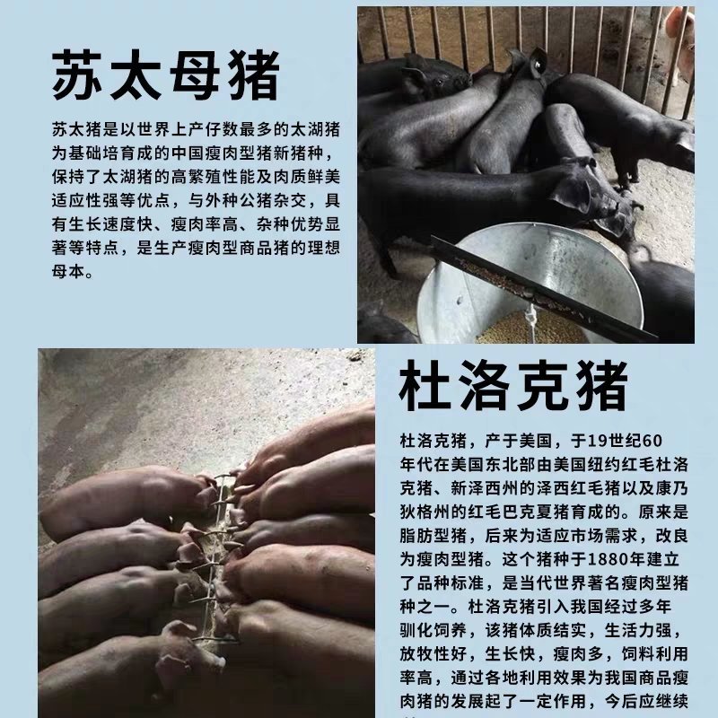【推荐】原种母猪品种齐全成活厂地直销
