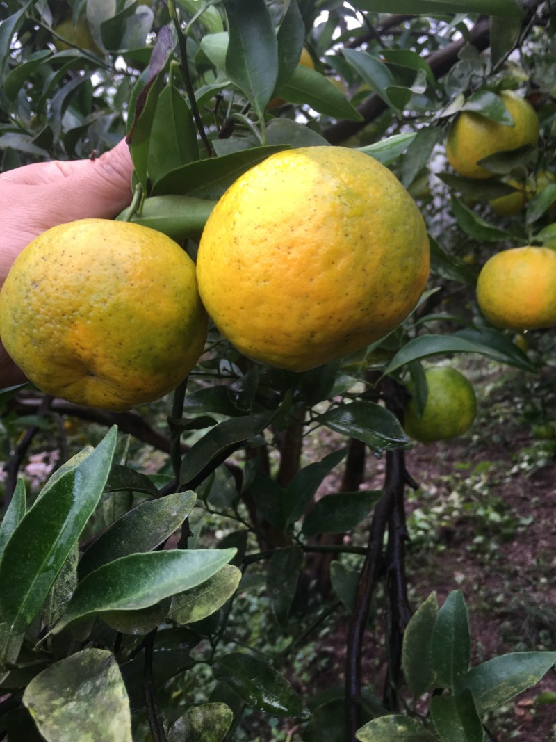 碰柑