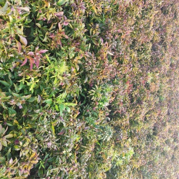 白术芽子，紫心，毛少，体型好。诚信经营。