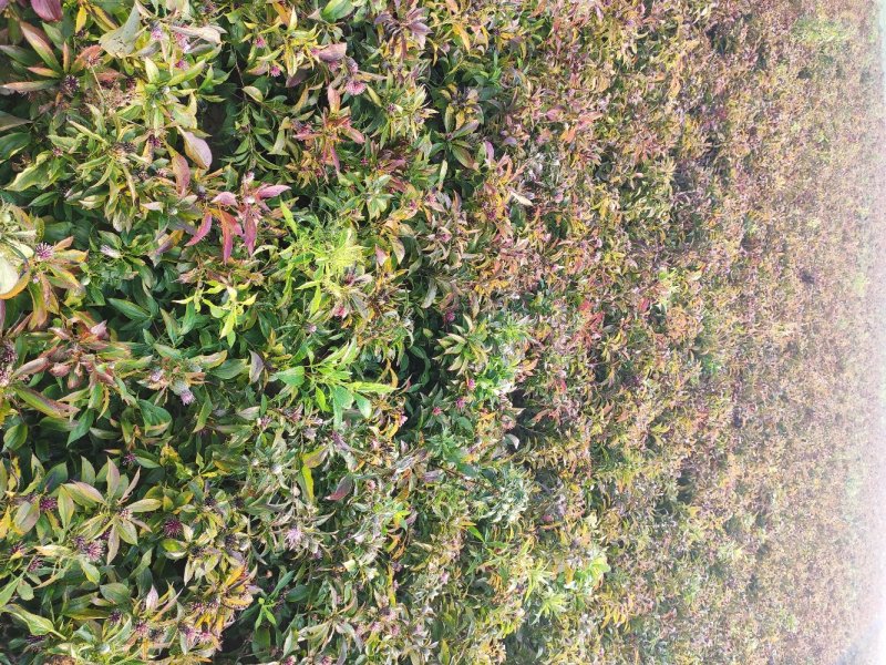 白术芽子，紫心，毛少，体型好。诚信经营。