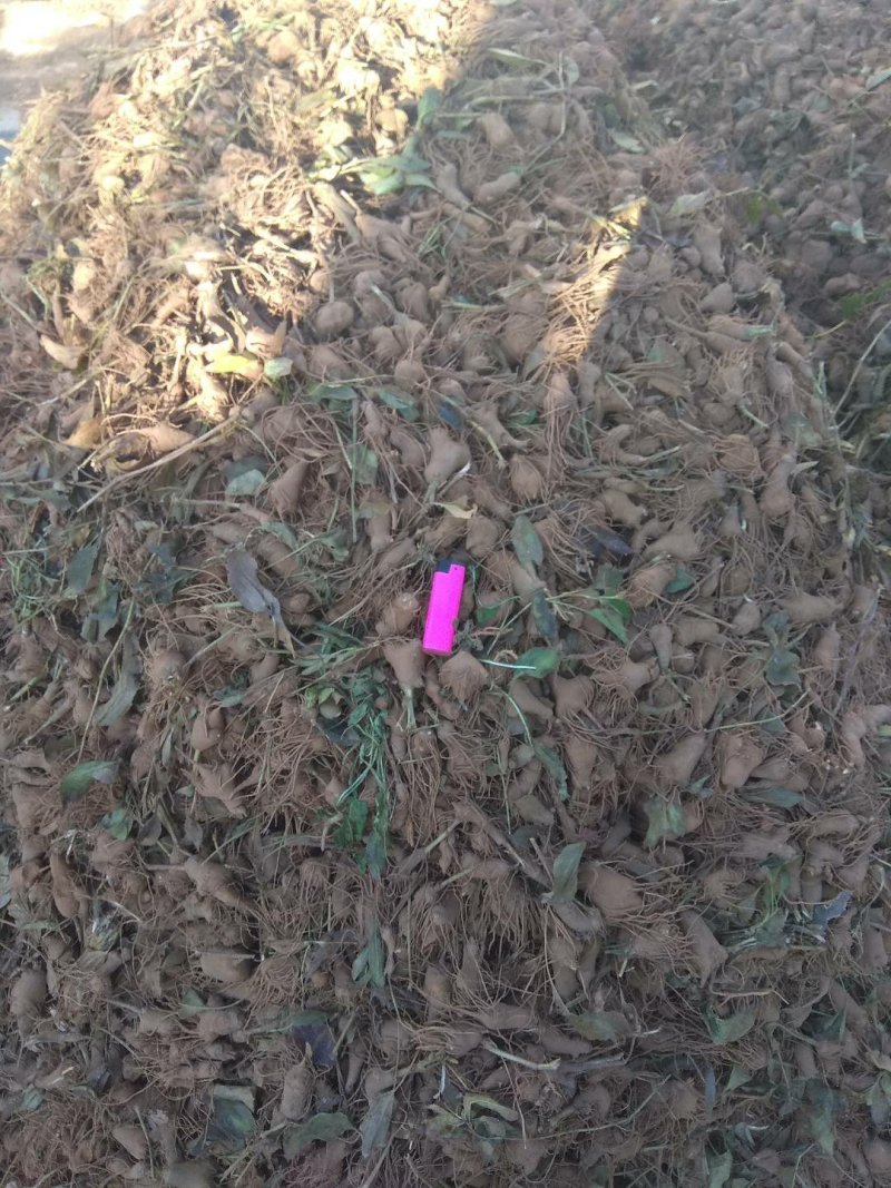 白术芽子，紫心，毛少，体型好。诚信经营。