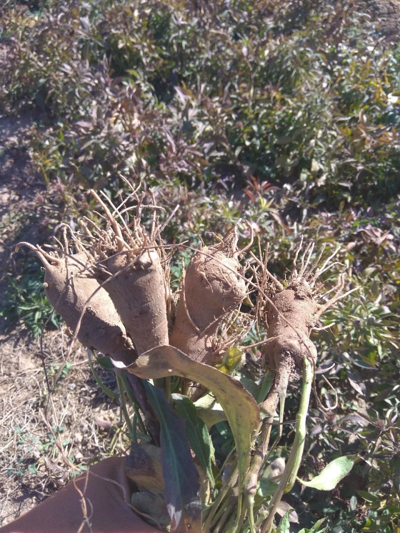 白术芽子，紫心，毛少，体型好。诚信经营。
