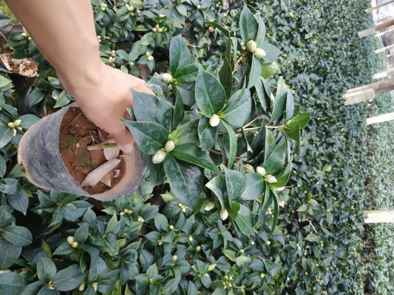 16杯赤丹茶花基地直销一手货源视频看货照片对版长期供应