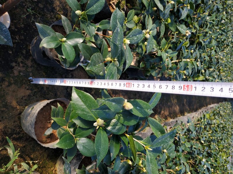 16杯赤丹茶花基地直销一手货源视频看货照片对版长期供应