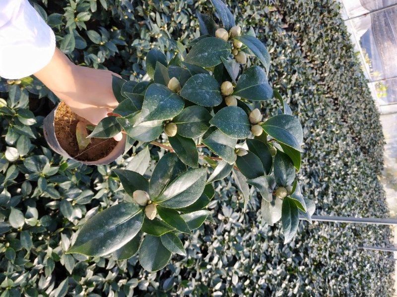 16杯赤丹茶花基地直销一手货源视频看货照片对版长期供应