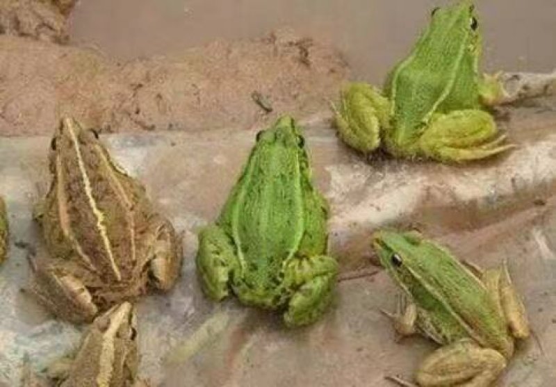 活体青蛙苗活体黑斑蛙苗青蛙幼苗青蛙种苗蝌蚪苗小蝌蚪