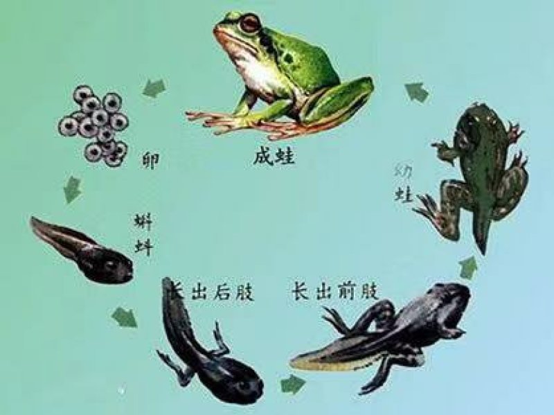 活体青蛙苗活体黑斑蛙苗青蛙幼苗青蛙种苗蝌蚪苗小蝌蚪