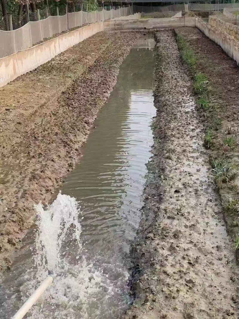 活体青蛙苗活体黑斑蛙苗青蛙幼苗青蛙种苗蝌蚪苗小蝌蚪
