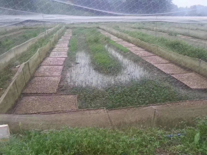 活体青蛙苗活体黑斑蛙苗青蛙幼苗青蛙种苗蝌蚪苗小蝌蚪