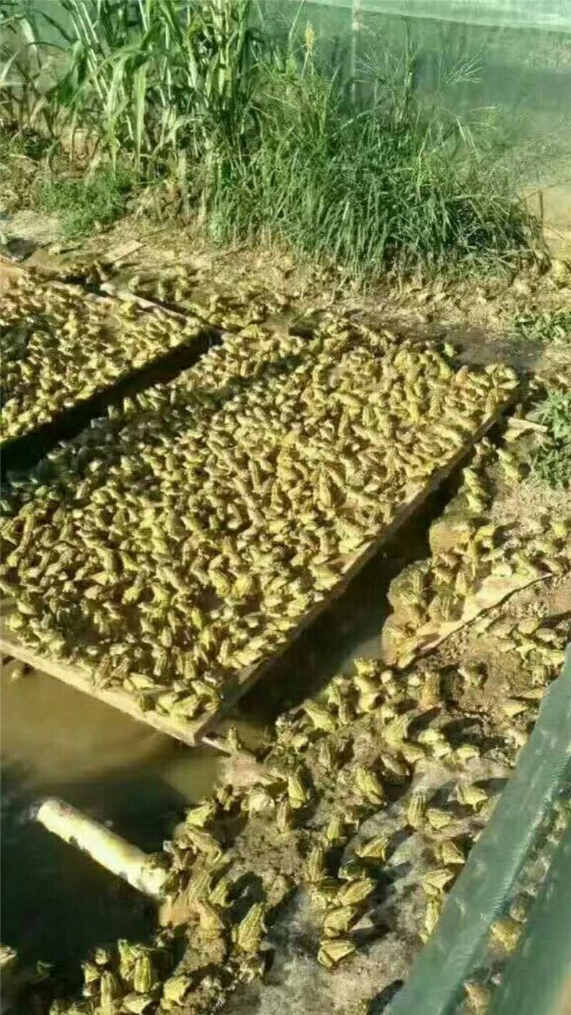 活体青蛙苗活体黑斑蛙苗青蛙幼苗青蛙种苗蝌蚪苗小蝌蚪