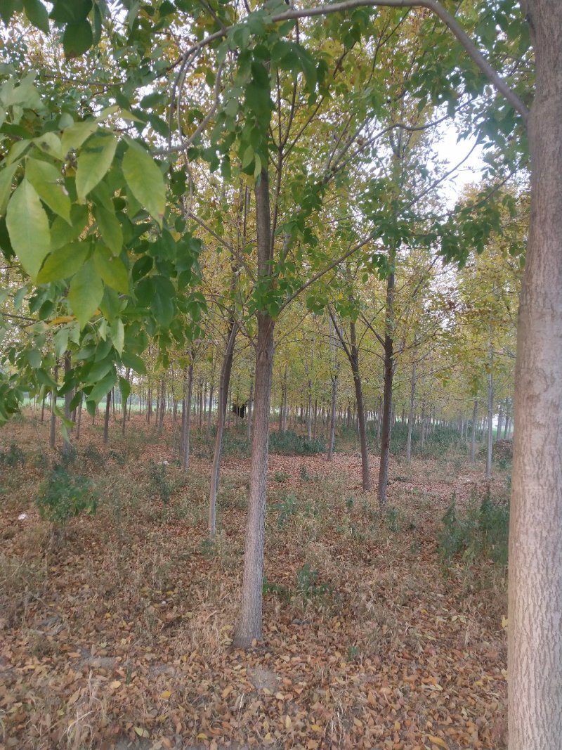 白蜡8.9.10公分，发冒2年，精品，净地处理
