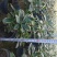 金边瑞香18杯种植户直销一手货源视频看货放心选购全国发货