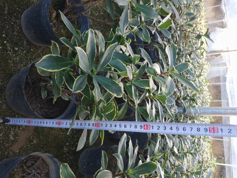 金边瑞香18杯种植户直销一手货源视频看货放心选购全国发货