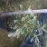 金边瑞香18杯种植户直销一手货源视频看货放心选购全国发货