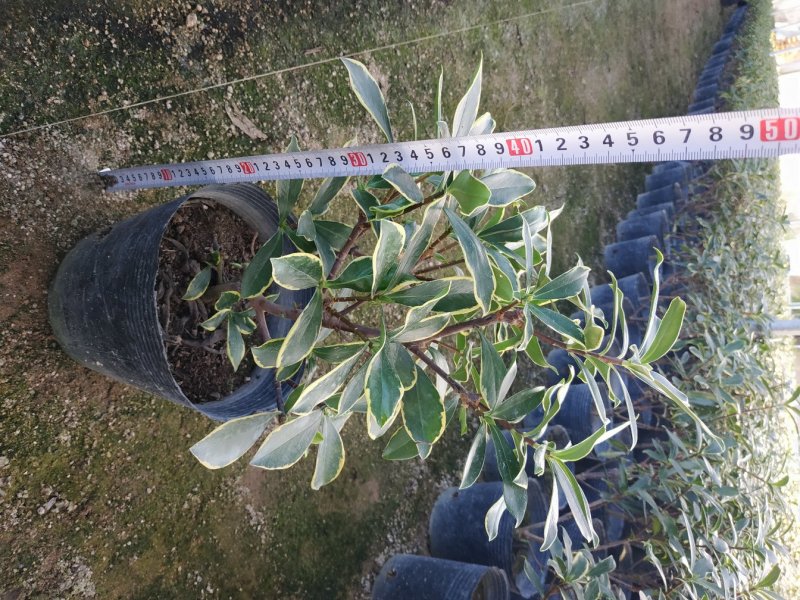 金边瑞香18杯种植户直销一手货源视频看货放心选购全国发货