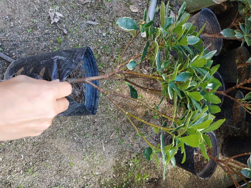 金边瑞香18杯种植户直销一手货源视频看货放心选购全国发货