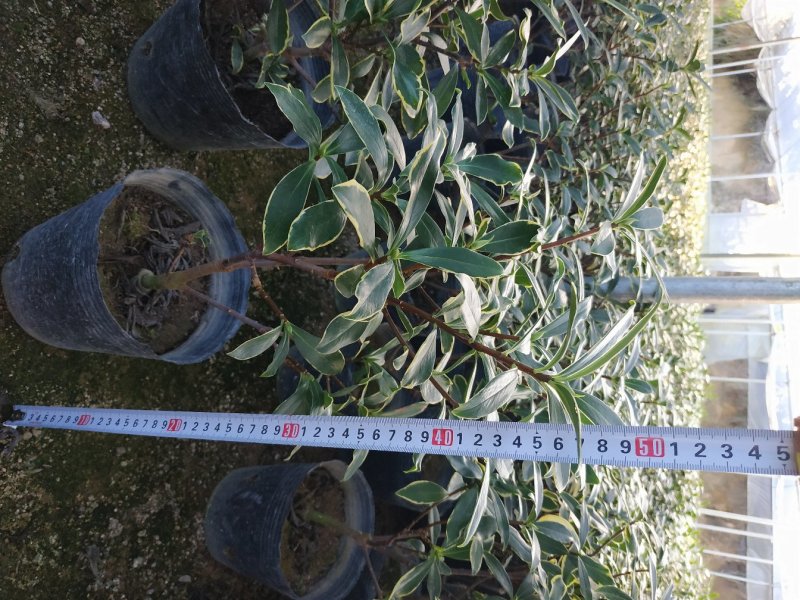 金边瑞香18杯种植户直销一手货源视频看货放心选购全国发货