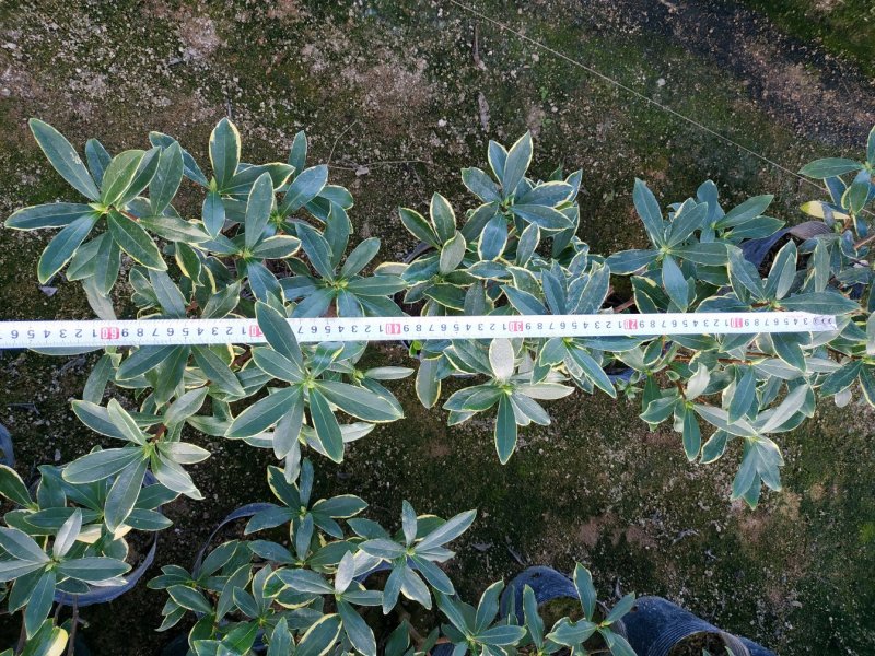 金边瑞香18杯种植户直销一手货源视频看货放心选购全国发货