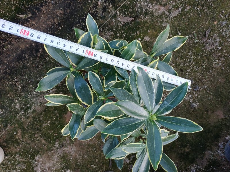 金边瑞香18杯种植户直销一手货源视频看货放心选购全国发货