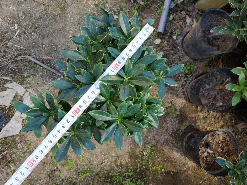 金边瑞香18杯种植户直销一手货源视频看货放心选购全国发货